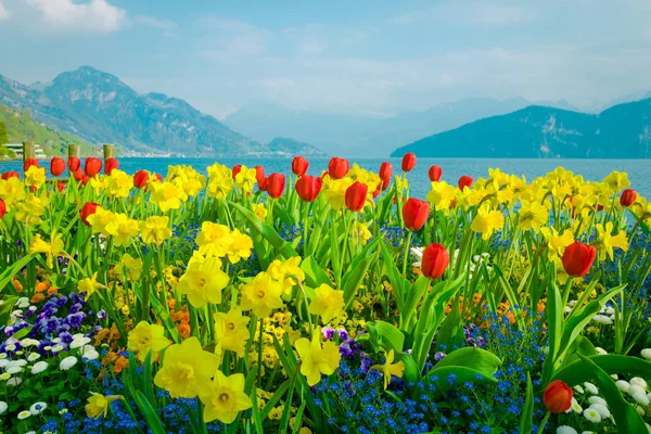 Krásné květiny nad Lucernské jezero — Stock fotografie