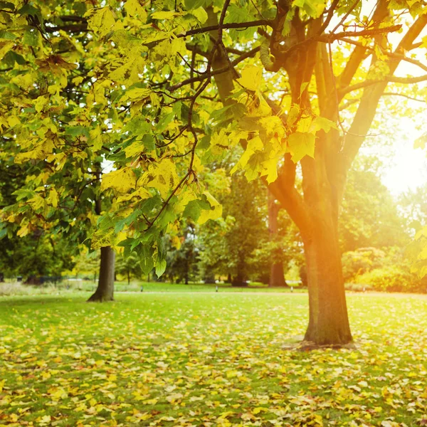 Autumn background with trees — Stock Photo, Image