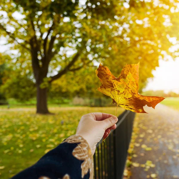 Hand met esdoornblad — Stockfoto