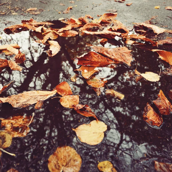 水たまりに秋の葉 — ストック写真