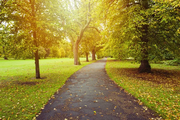 Autumn background with trees — Stock Photo, Image