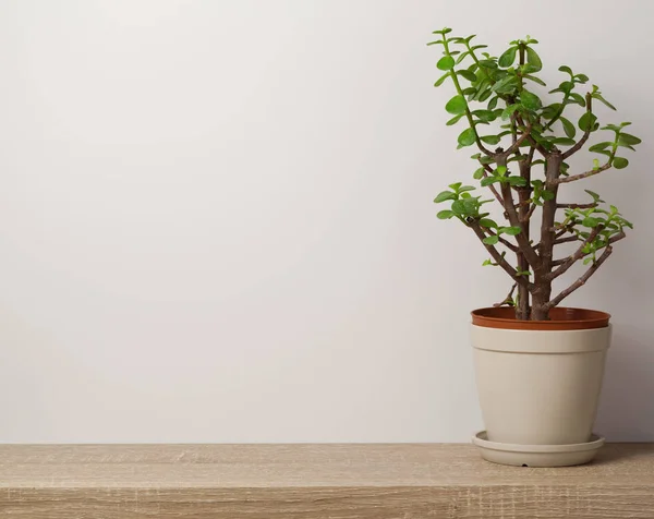 Prateleira de madeira com planta — Fotografia de Stock