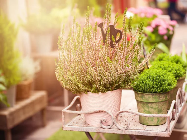 Spring gardening background — Stock Photo, Image