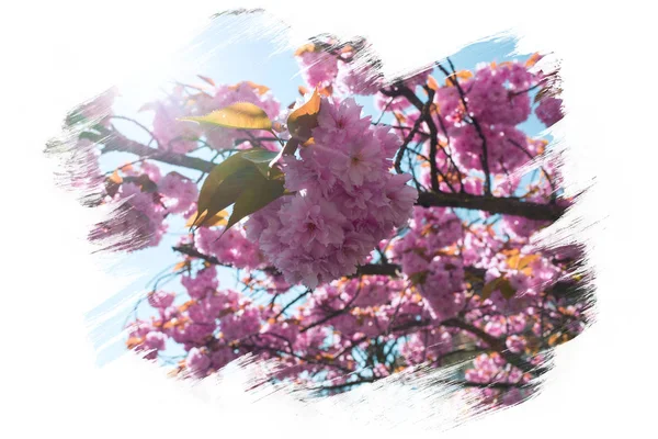 Flores da primavera fundo flor — Fotografia de Stock