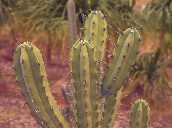 Cactus en gros plan — Photo