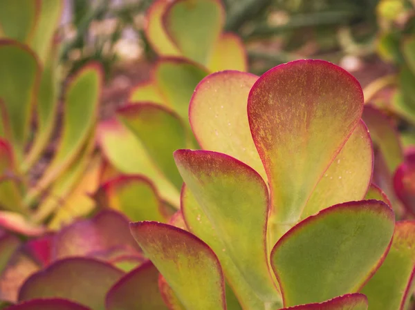 Cactus close up — Stock Photo, Image