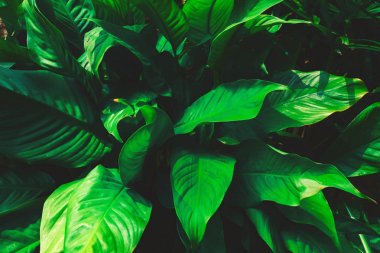 Tropikal yaz arka plan