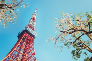 Kiraz çiçeği ağaçların üzerinden mavi gökyüzü ile Tokyo Kulesi'ne