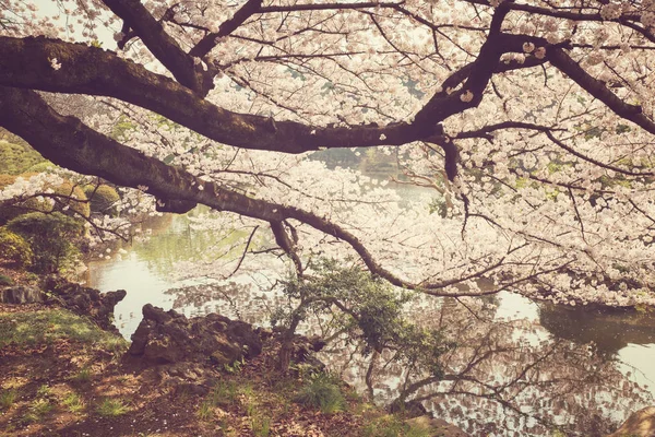 Bela Árvore Flor Cerejeira Sobre Lagoa Parque — Fotografia de Stock