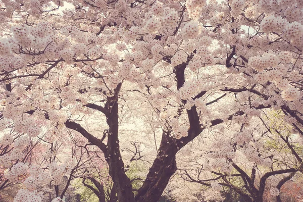 Beautiful Cherry Blossom Tree Park — Stock Photo, Image