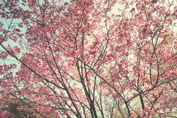 Vacker Körsbärsblom Träd Parken Våren Natur Bakgrund — Stockfoto