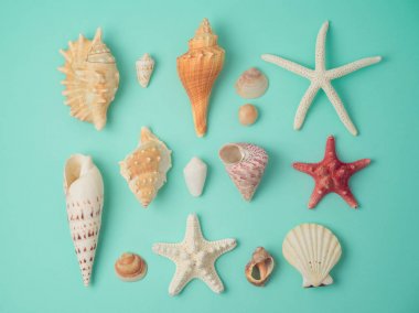 Deniz kabuklarıyla yaz konsepti