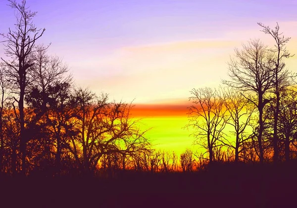 Trees under bright sky — Stock Photo, Image