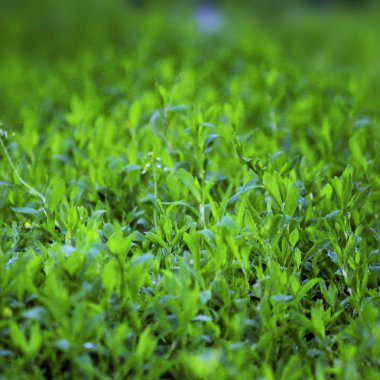 Güzellik bokeh ile doğal arka planlar.