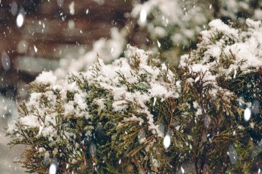 Bulanık yılbaşı ışıklarıyla kardaki ladin dallarını kapatın..