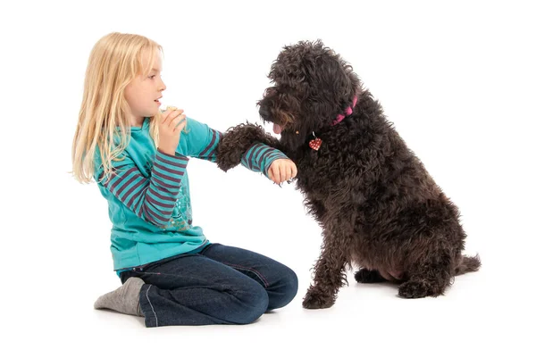 Black labradoodle begging young blonde girl for a treat on a white studio background — Stock Photo, Image