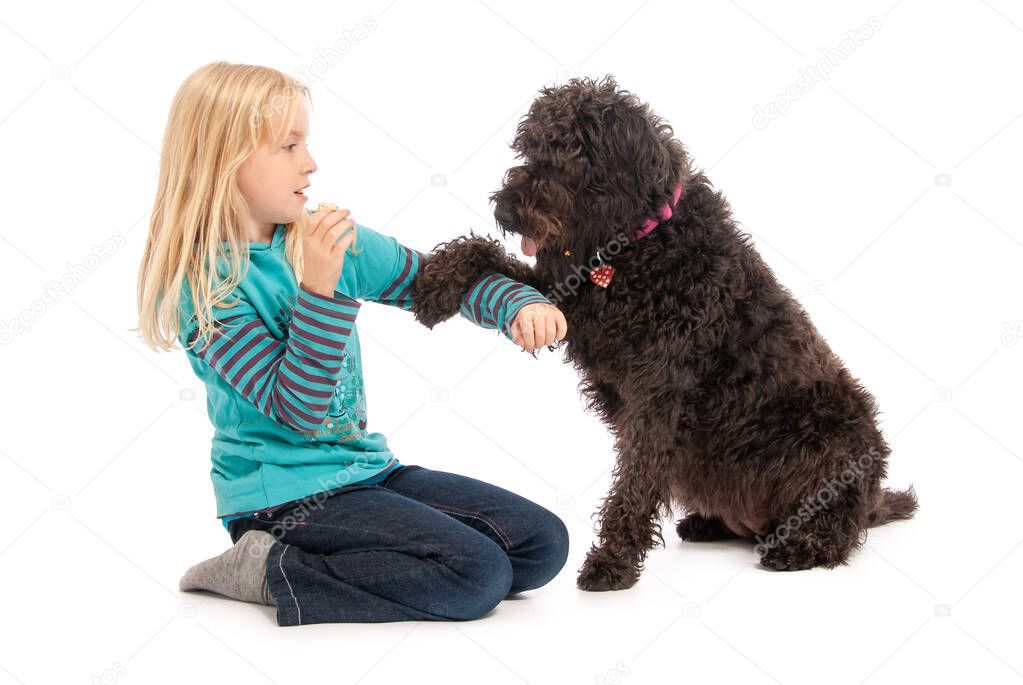 Black labradoodle begging young blonde girl for a treat on a white studio background