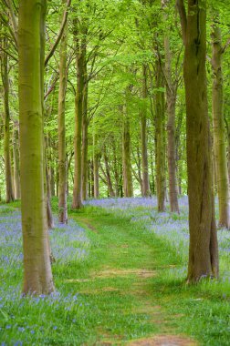 Çan ve ağaçların arasındaki orman yolu