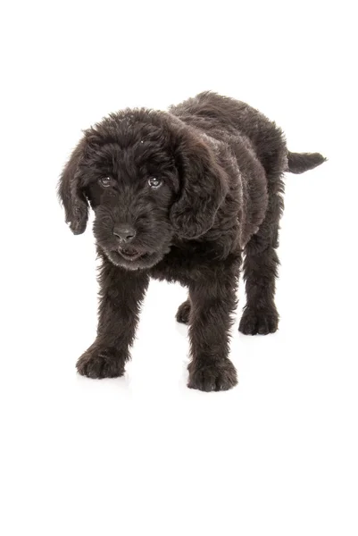 Young black labradoodle puppy isolated on white. Studio shot. — Stock Photo, Image