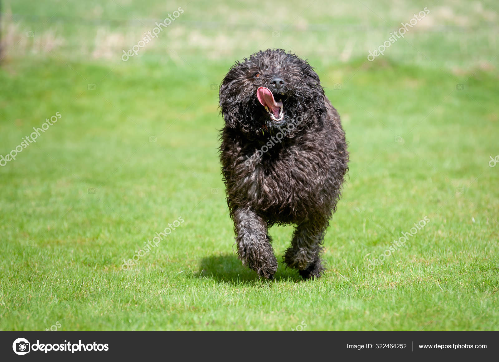 Black labradoodle dog making eye contact while running towards