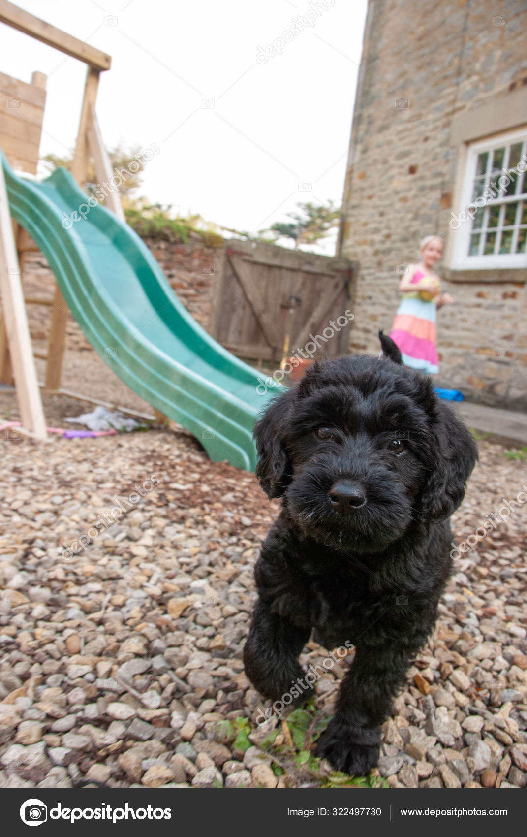 Inquisitive young labradoodle puppy — Stock Photo