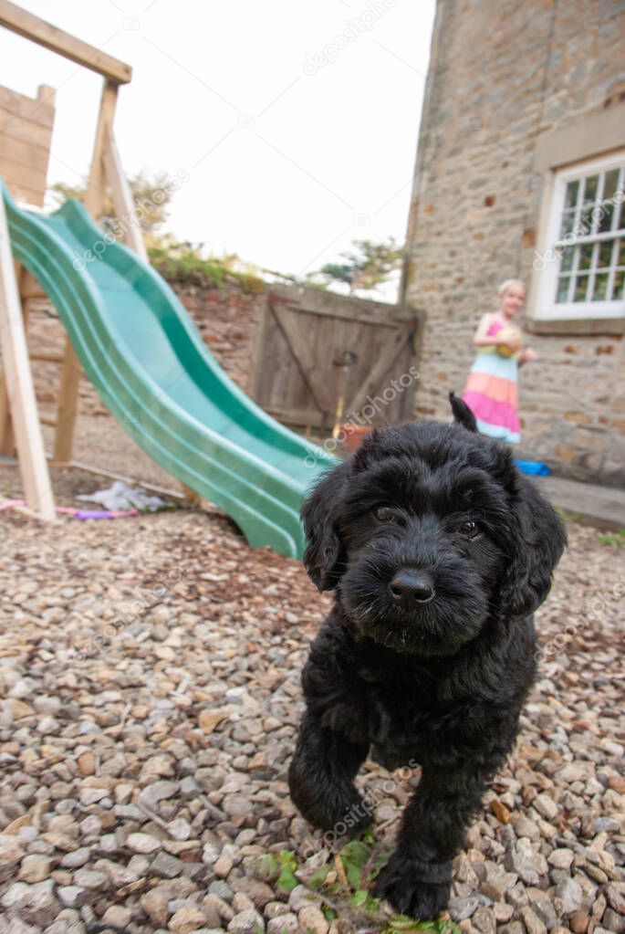 Inquisitive young labradoodle puppy