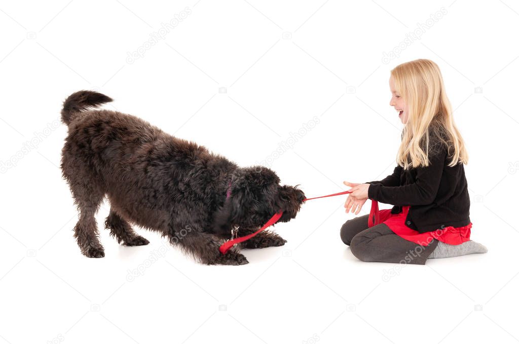 Young blonde girl laughing while playing tug of war with black labradoodle. Isolated on white studio background