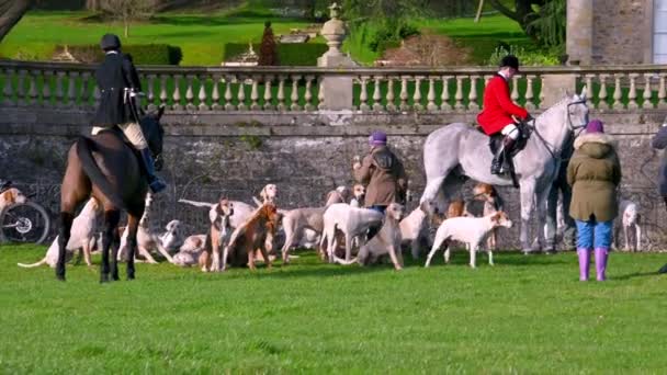 Aske Hall Richmond North Yorkshire Лютого 2020 Pack English Foxhounds — стокове відео