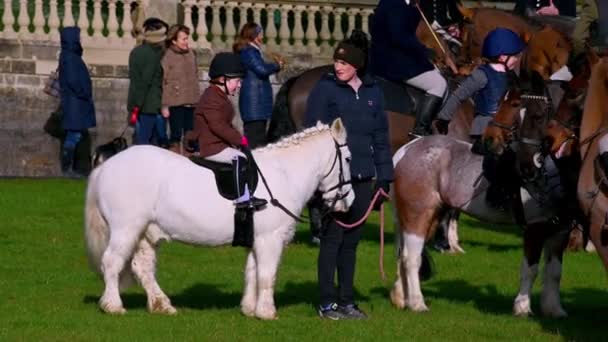 Aske Hall Richmond North Yorkshire February 2020 Very Young Horse — Stock Video