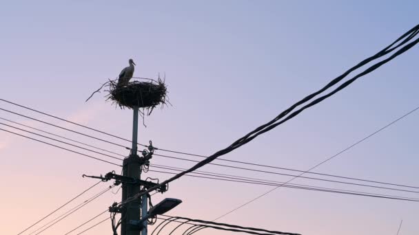 White Stork Its Nest Top Nesting Pole Power Cables Running — Stock Video