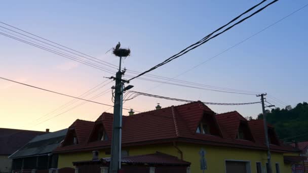 Wide Shot Vit Stork Sitt Högst Upp Häckningsstolpe Med Elkablar — Stockvideo