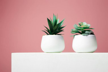 Soyut, durgun yaşam. Pembe duvarın üzerinde bir çift bitki. minimalizm tarzı poster