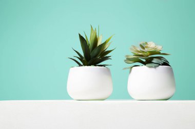 Bir çift House Plant. Soyut, durgun yaşam. minimalizm tarzı poster