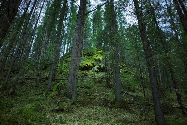 Paysage Forestier Mystérieux Belle Forêt Sibérienne Nature Fond Écran — Photo