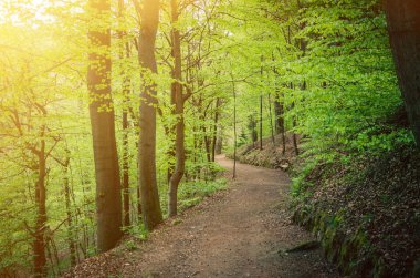 Yokuş yamacında, Slavkov 'un dallarında yeşil yaprakları olan kayın ağaçları Karlovy Vary (Carlsbad) kasabası yakınlarındaki sık yapraklı orman ormanı, Batı Bohemya, Çek Cumhuriyeti
