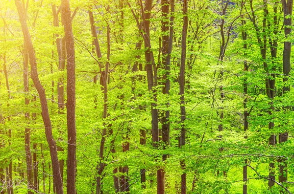 Буковые Деревья Зелеными Листьями Ветвях Славкове Густой Листвы Леса Недалеко — стоковое фото