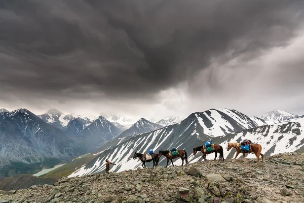 El hombre conduce varios caballos en el paso de alta montaña cerca de Belukha — Foto de Stock