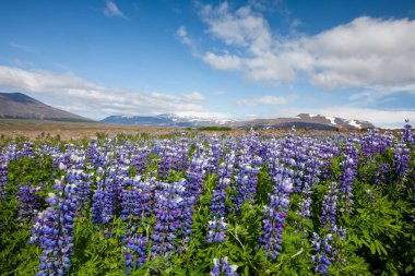 İzlanda ovaları yaz aylarında görüntülemek