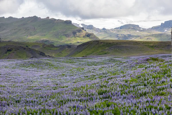 Vue sur les plaines islandaises en été — Photo