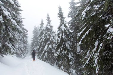Adam bulutlu gün kış ormanda yürüyüş