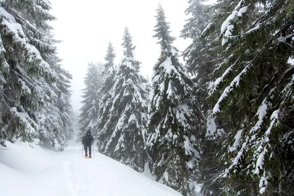 El hombre está de excursión en el bosque de invierno en el día nublado — Foto de Stock
