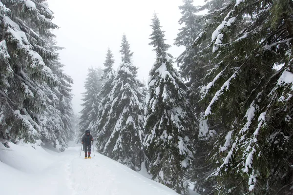 Hombre Está Excursión Bosque Invierno Día Nublado —  Fotos de Stock