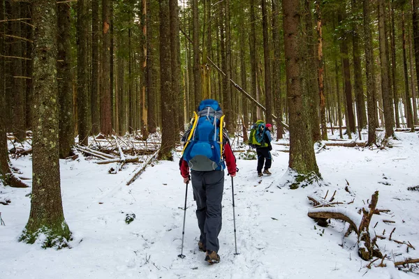 Homem está caminhando na floresta de inverno no dia nublado — Fotografia de Stock