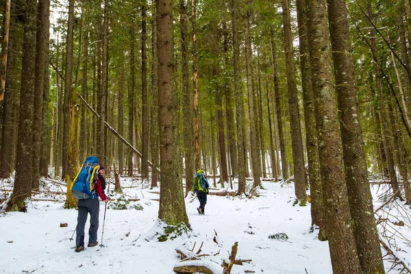 Ο άνθρωπος είναι η πεζοπορία στο δάσος του χειμώνα συννεφιασμένη μέρα — Φωτογραφία Αρχείου