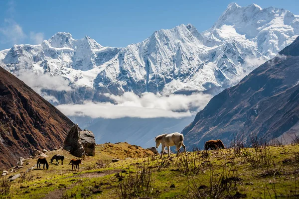 Manaslu devre üzerinde Trekker trek Nepal'de