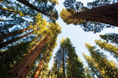 Günbatımı Sequoia national Park California, ABD