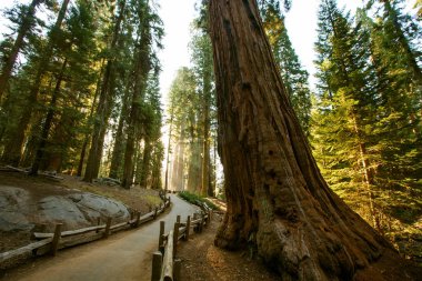 Günbatımı Sequoia national Park California, ABD
