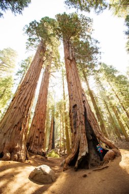 Anne ile bebek ziyaret Sequoia Ulusal park California, bize