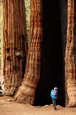 Mother with infant visit Sequoia national park in California, US clipart