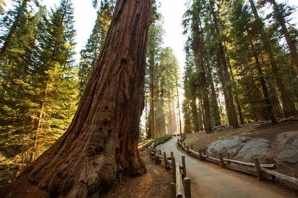 Pôr do sol no parque nacional Sequoia na Califórnia, EUA — Fotografia de Stock